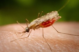 Anopheles mosquitoes transmit malaria.