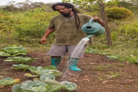 Farmer in Belize watering his plants (CCCCC Photo)