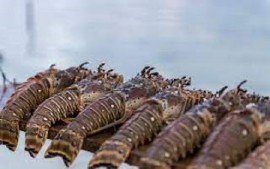 Belize lobster (File Photo)