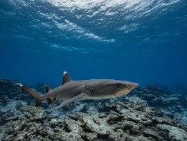 A white tip reef shark swims above the reef near the Gambier Islands, French Polynesia in 2018 Photo by Alexis Rosenfeld / Getty Images