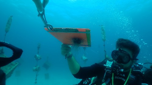Seaection