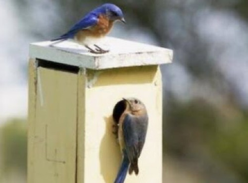 exitbird