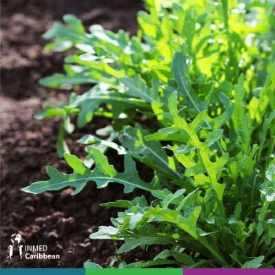 fernFLO