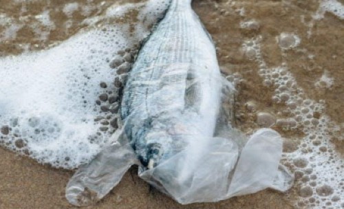 fishsea