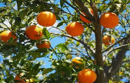belcitrus