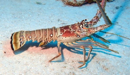 lobste