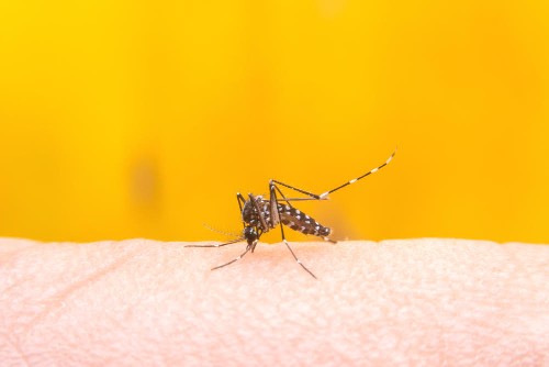 Dangerous Zica virus aedes aegypti mosquito on human skin in green background , Dengue, Chikungunya, Mayaro fever