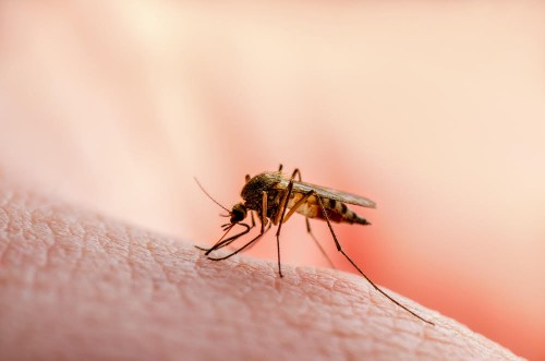 Dangerous Malaria Infected Mosquito Skin Bite. Leishmaniasis, Encephalitis, Yellow Fever, Dengue, Malaria Disease, Mayaro or Zika Virus Infectious Culex Mosquito Parasite Insect Macro.