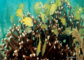 Webp.net resizeimage 58