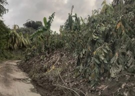 Banana trees destroyed by La Soufriere erupting volcano (I(WN photo)