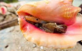 Queen Conch in the Bahamas (File Photo)