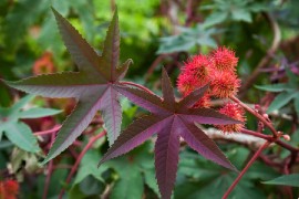 Ricinus, the castor oil plant.