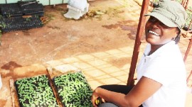 Jamaican coffee farmers are working to adapt to the impacts of climate change. ©Anne-Teresa Birthwright