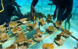 Coral gardening is helping to restore corals on the reefs of St. Vincent and the Grenadines.