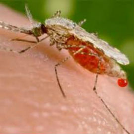 Dengue is mosquito-borne disease.