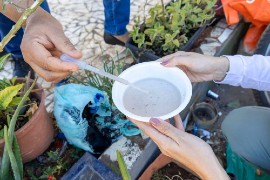 PAHO highlights recent increases in dengue cases in several countries and the resurgence of chikungunya transmission in areas where the virus had not circulated for several years.