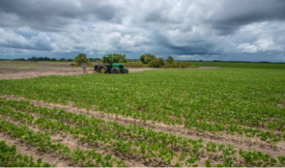 A section of the corn and soya field in Tacama, Berbice (DPI photo)