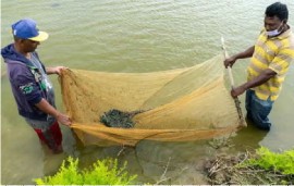 Black shrimp farmers in Guyana (File Photo)