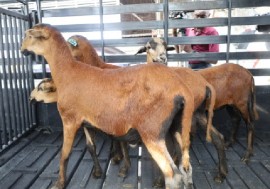 Black belly sheep (File Photo)