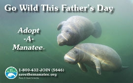 Photos of adoptable manatees Brutus or Merlin, the free Father’s Day membership gifts,