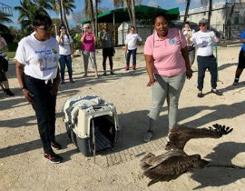 Chairwoman Edmonson releases a rescued pelican at Pelican Harbor 