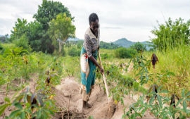 Women working to produce cassava in Suriname.