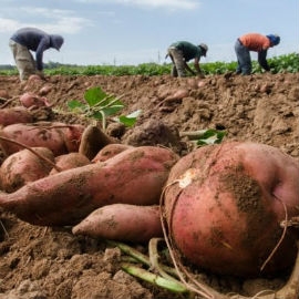 U.S. Department of Agriculture