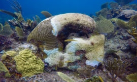 SCTLD has damaged reefs in New Providence.