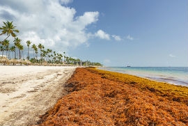 Punta Cana, Dominican Republic – June 17, 2018: Sargassum seaweeds on ocean beach in Bavaro, Punta Cana. Due to global warming, the altered ocean current bring sargasso to Dominican Republic coast.