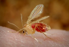 Leishmaniasis is caused by a parasite that is transmitted through bites from an infected sandfly. (Photo credit: CDC/ Frank Collins)