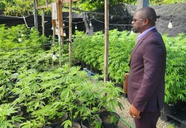 Minister of Agriculture, Fisheries and Marine Resources, Cooperatives, Entrepreneurship and Creative Economy Samal Mojah Duggins at a cannabis farm.
