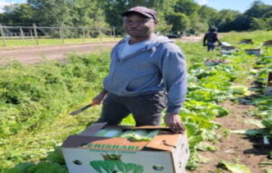Jamaican Linton Pearson, who works on a Canadian farm
