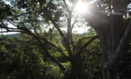 Rainforest in Guyana (via CMC)