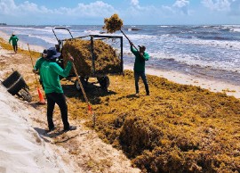 Workers remove sargassum seaweed from the beach near Tulum, Mexico, in 2019. In recent years, the seaweed has seen explosive growth due to global warming. DANIEL SLIM/AFP VIA GETTY IMAGES