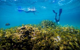 Caribbean coral reefs generate US$7.9 billion per year from roughly 11 million visitors who interact with them directly through activities like snorkeling and scuba diving, or indirectly, by enjoying the beaches, eating seafood and swimming.