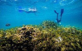 Snorkeling in The Bahamas  Photo credit: Paul A. Selvaggio