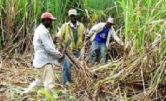 Sugar workers (File Photo)