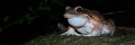 Dominica’s Giant Ditch Frog, also known as mountain chicken. (Image via Zoological Society of London)